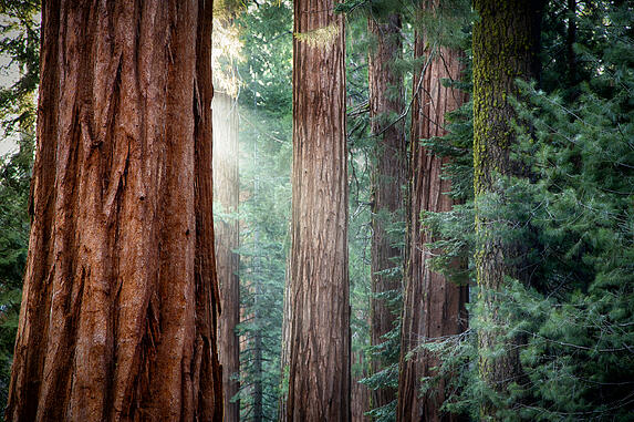 WBAS_Gods_Creations_Redwoods