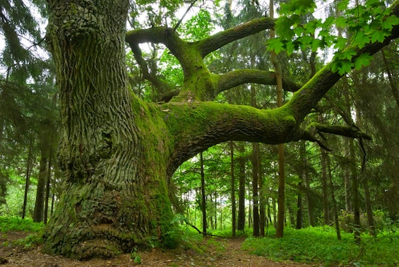 Arbor-Day