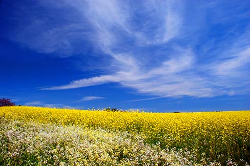 Field-of-flowers