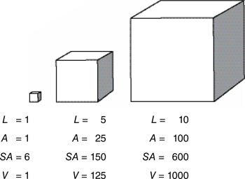 20 Stacked Congruent Cubes